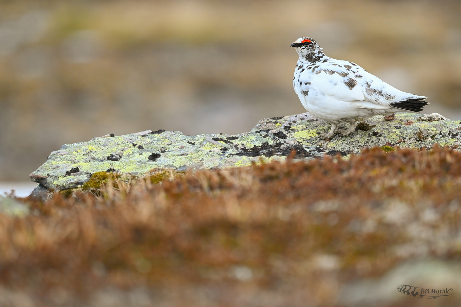 Bělokur horský | Lagopus muta | Rock Ptarmigan 