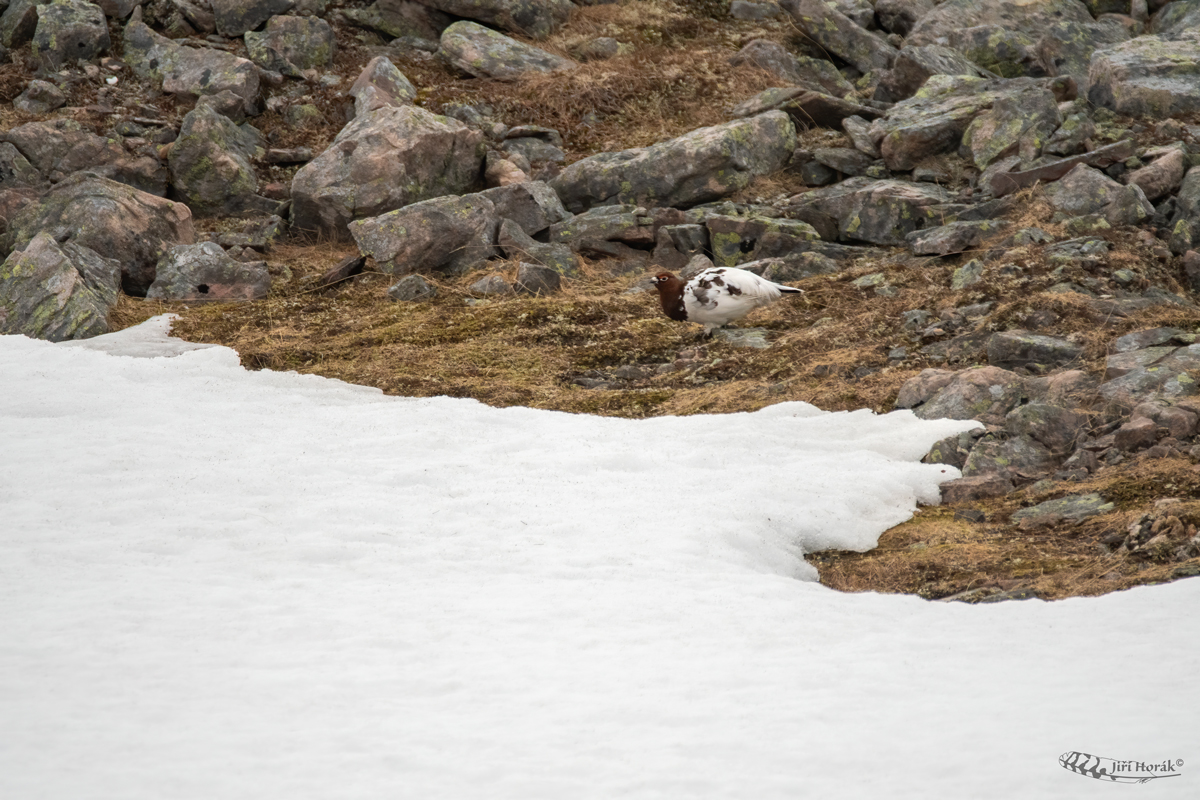 Bělokur rousný | Lagopus l. lagopus | Willow Ptarmigan