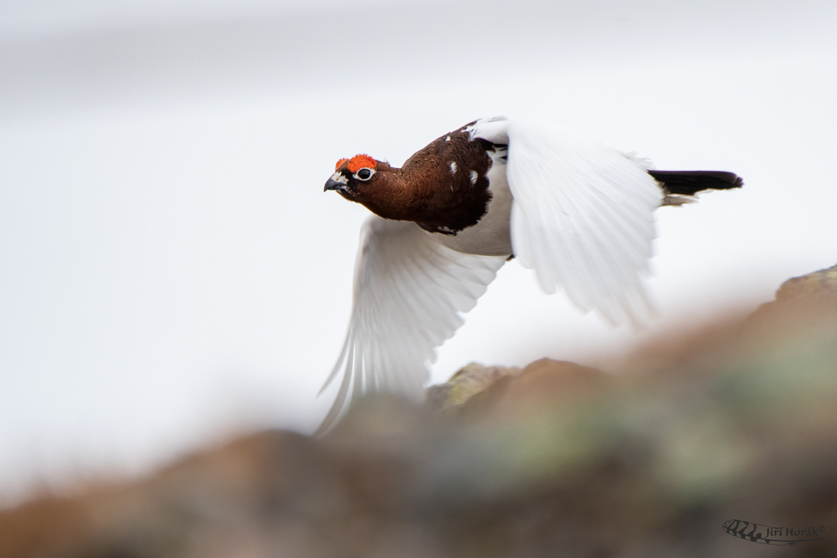 Bělokur rousný v letu | Lagopus l. lagopus | Willow Ptarmigan