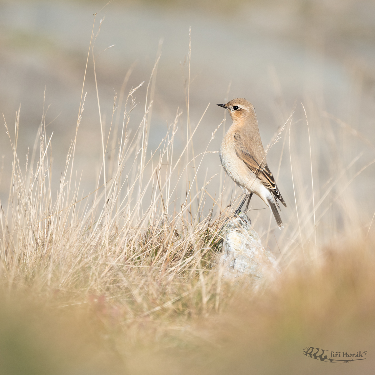 Bělořit šedý | Oenanthe oenanthe | Northern Wheatear