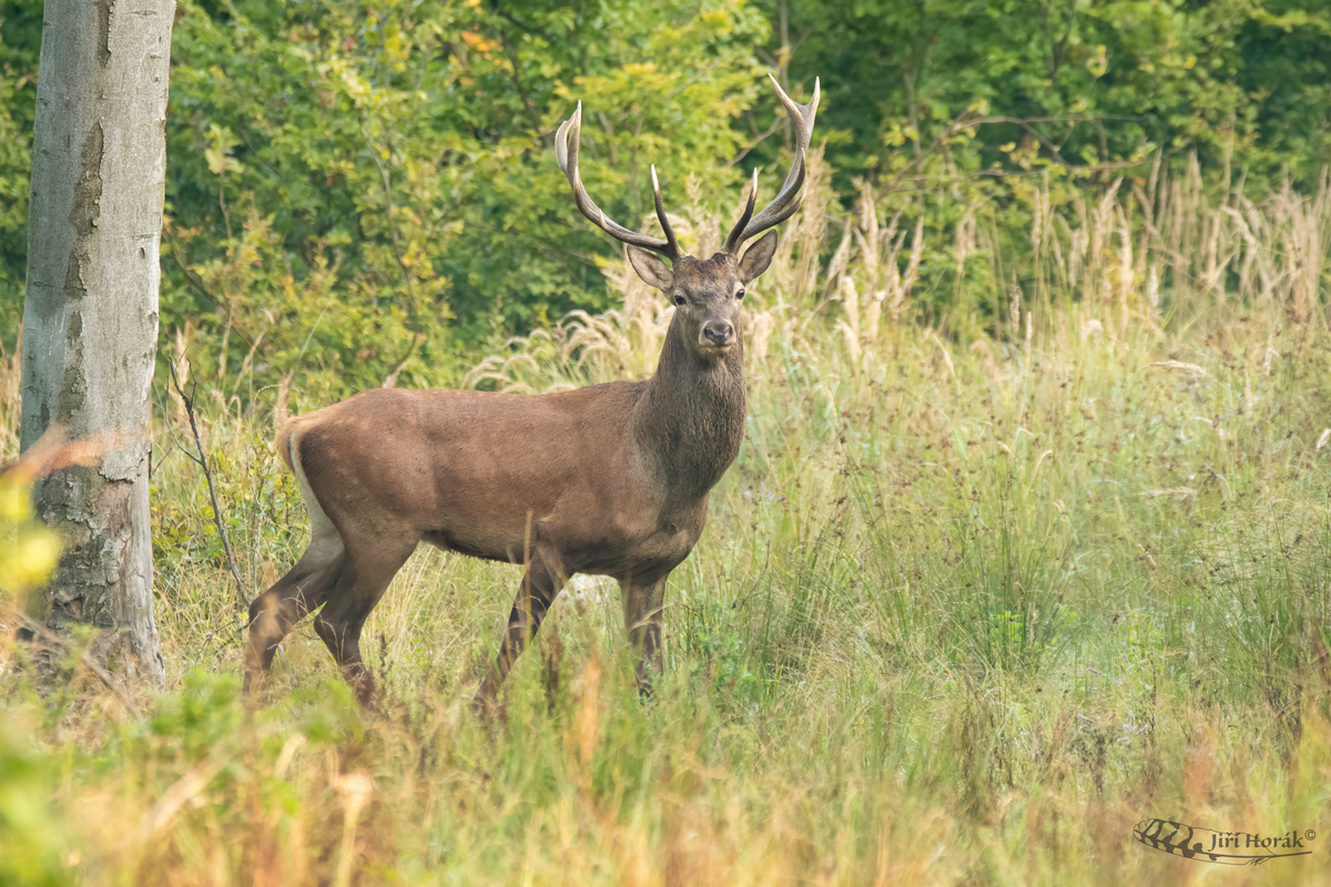 Boční jelen | Cervus elaphus | Red Deer