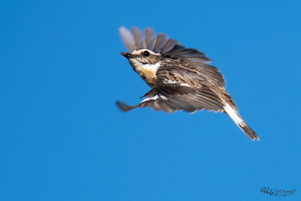 Bramborníček v letu | Saxicola rubetra | Whinchat