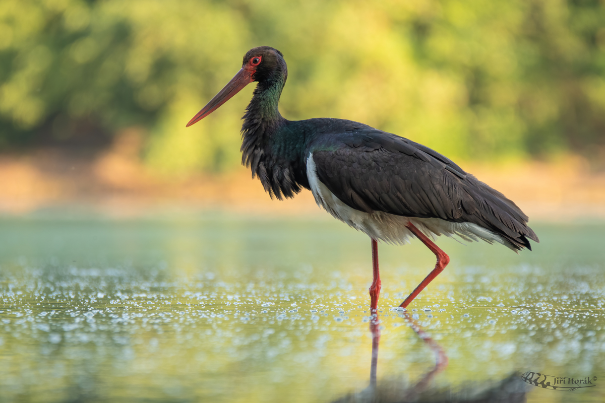 Čáp černý | Ciconia nigra | Black Stork