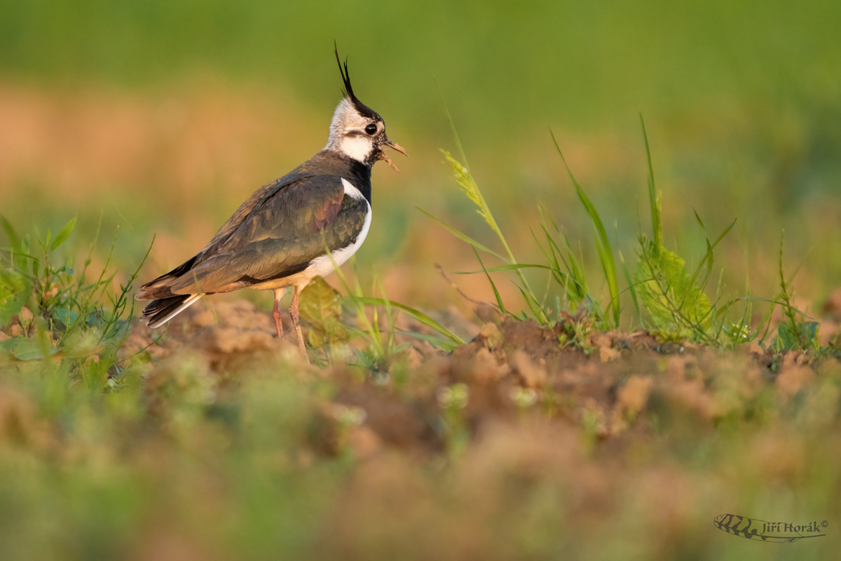 Čejka chocholatá | Vanellus vanellus | Northern Lapwing