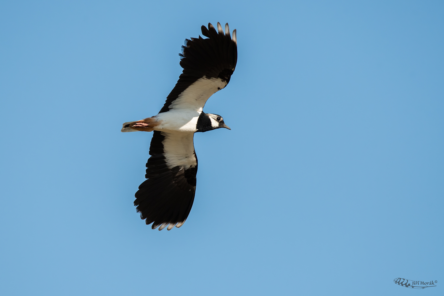 Čejka chocholatá | Vanellus vanellus | Northern Lapwing