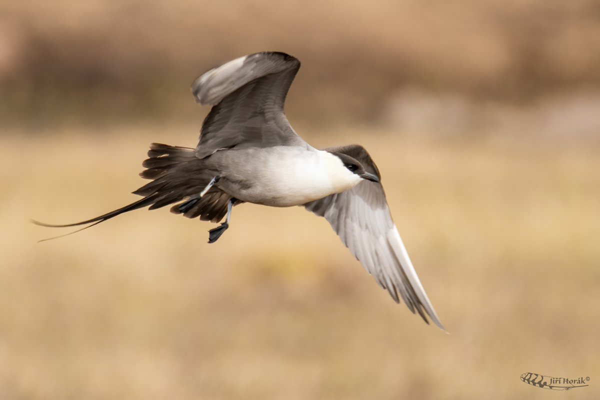 Chaluha malá | Stercorarius longicaudus | Long-tailed Skua