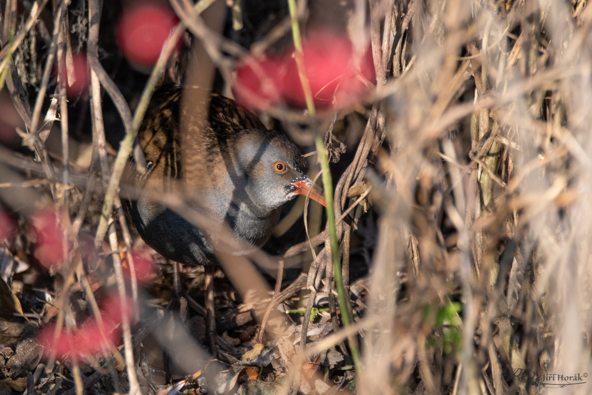 Chřástal vodní | Rallus aquaticus | Water Rail