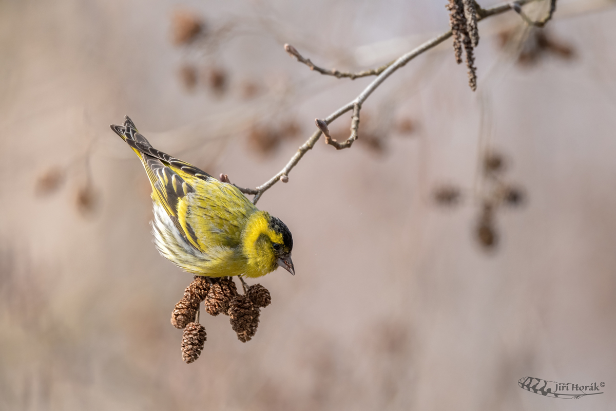 Čížek lesní | Carduelis spinus | Eurasian Siskin