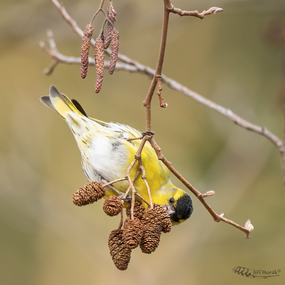 Čížek lesní samec | Carduelis spinus | Eurasian Siskin