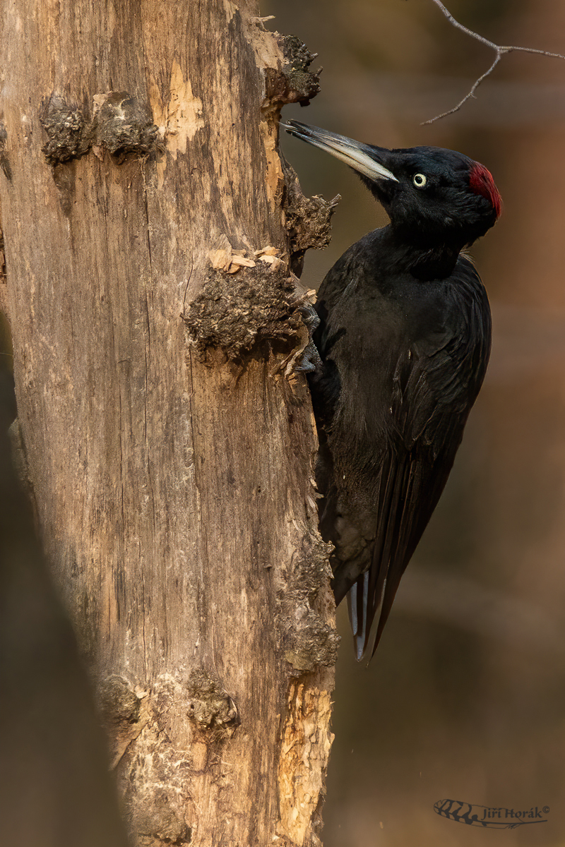 Datel černý | Dryocopus martius | Black Woodpecker