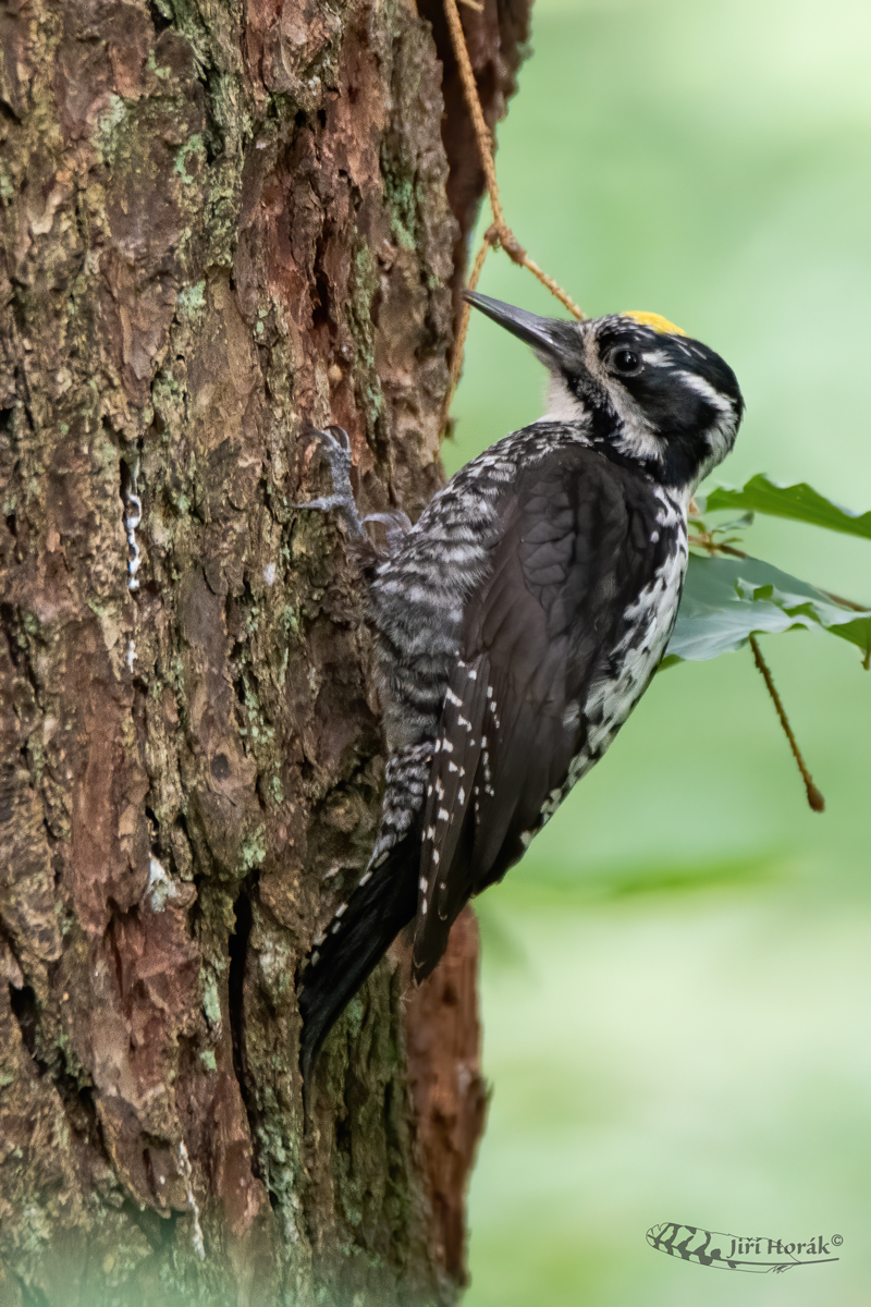 Datlík tříprstý | Picoides tridactylus | Three-toed Woodpecker