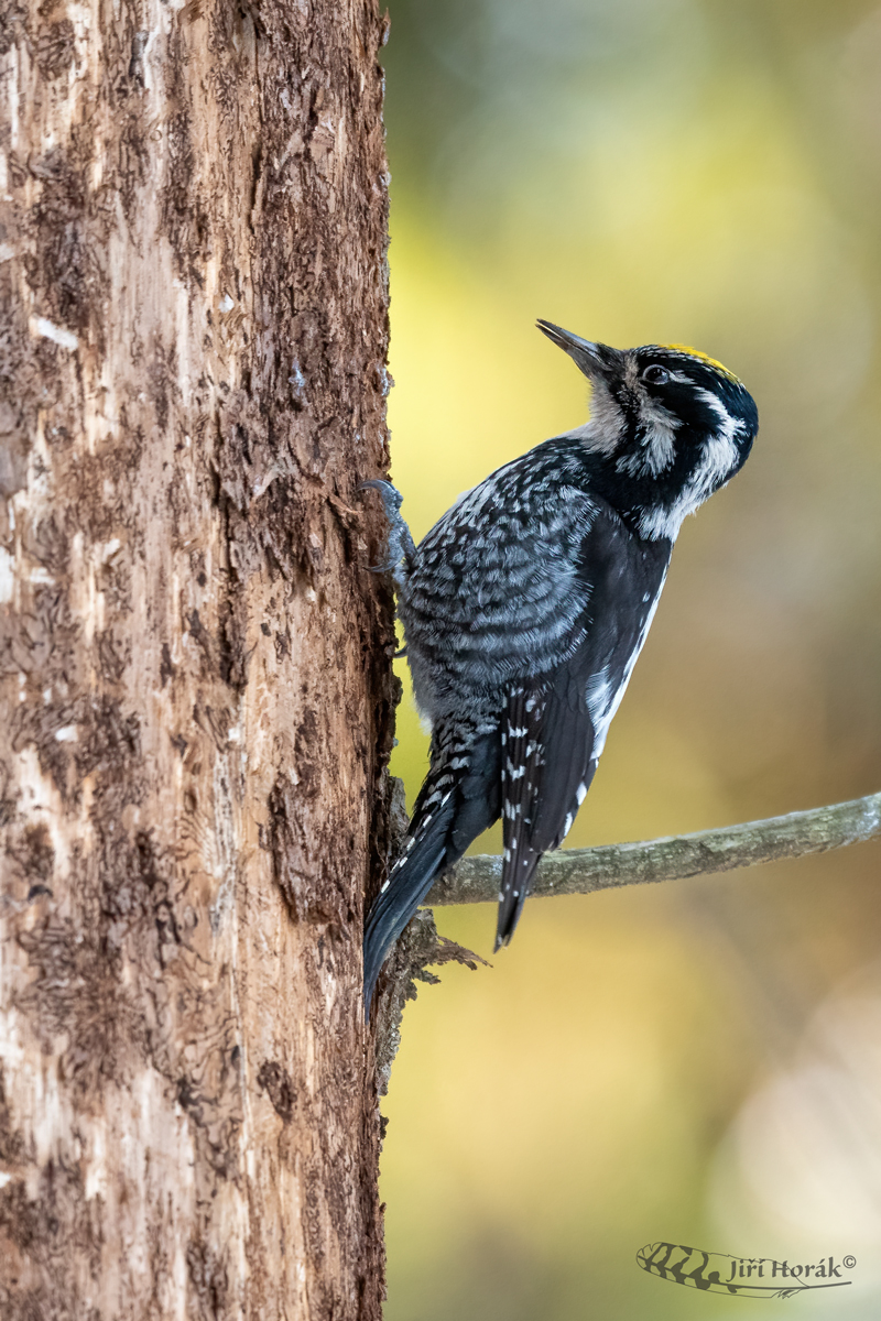 Datlík tříprstý samec | Three-toed Woodpecker