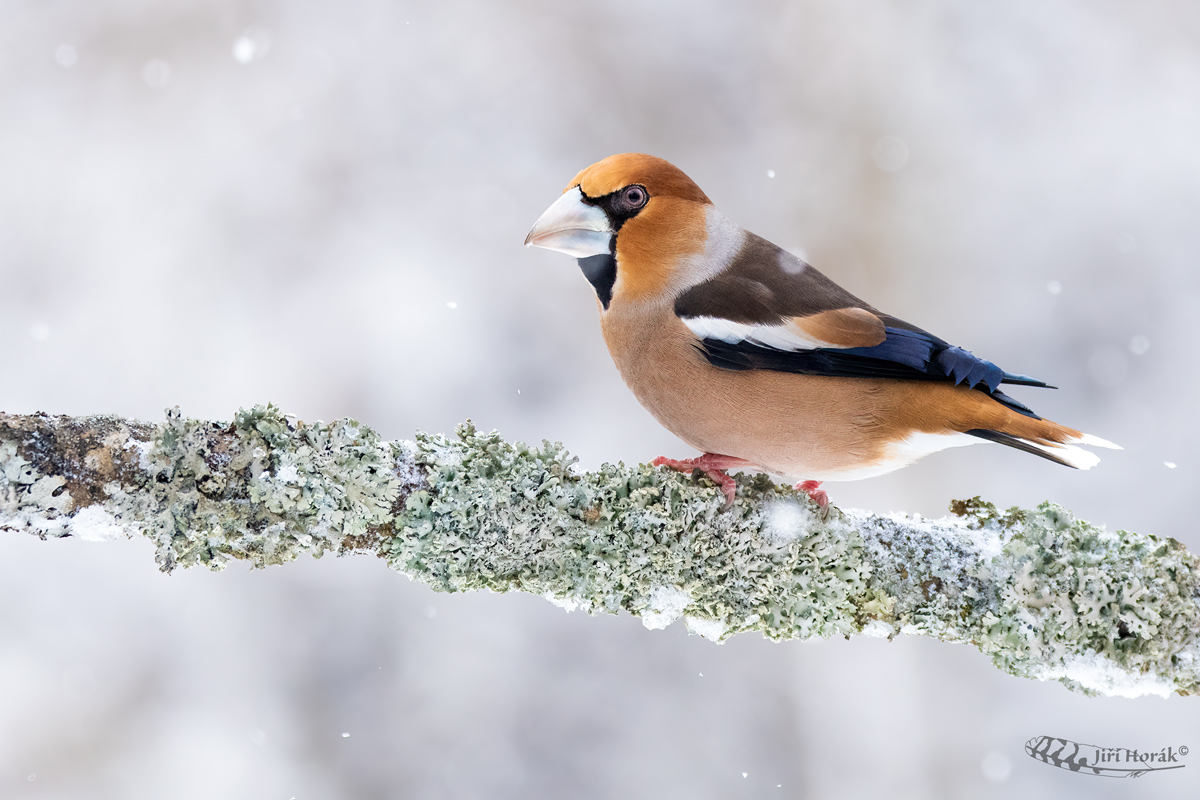 Dlask tlustozobý | Coccothraustes coccothraustes