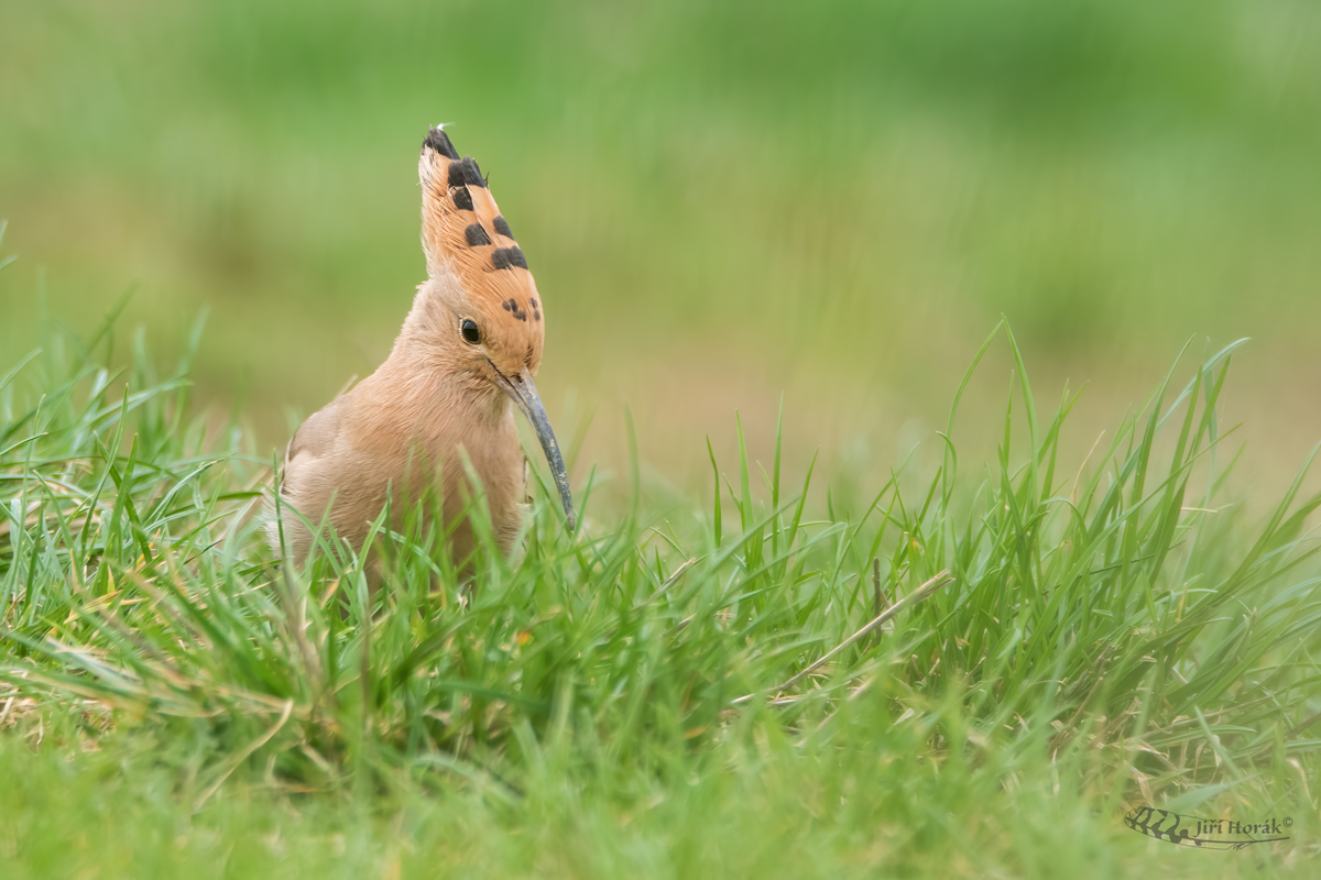 Dudek chocholatý | Upupa epops | Eurasian Hoopoe