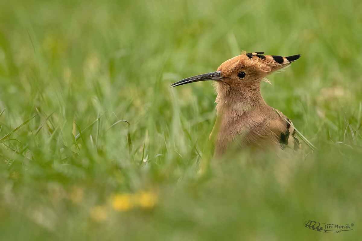 Dudek při sběru potravy | | Eurasian Hoopoe