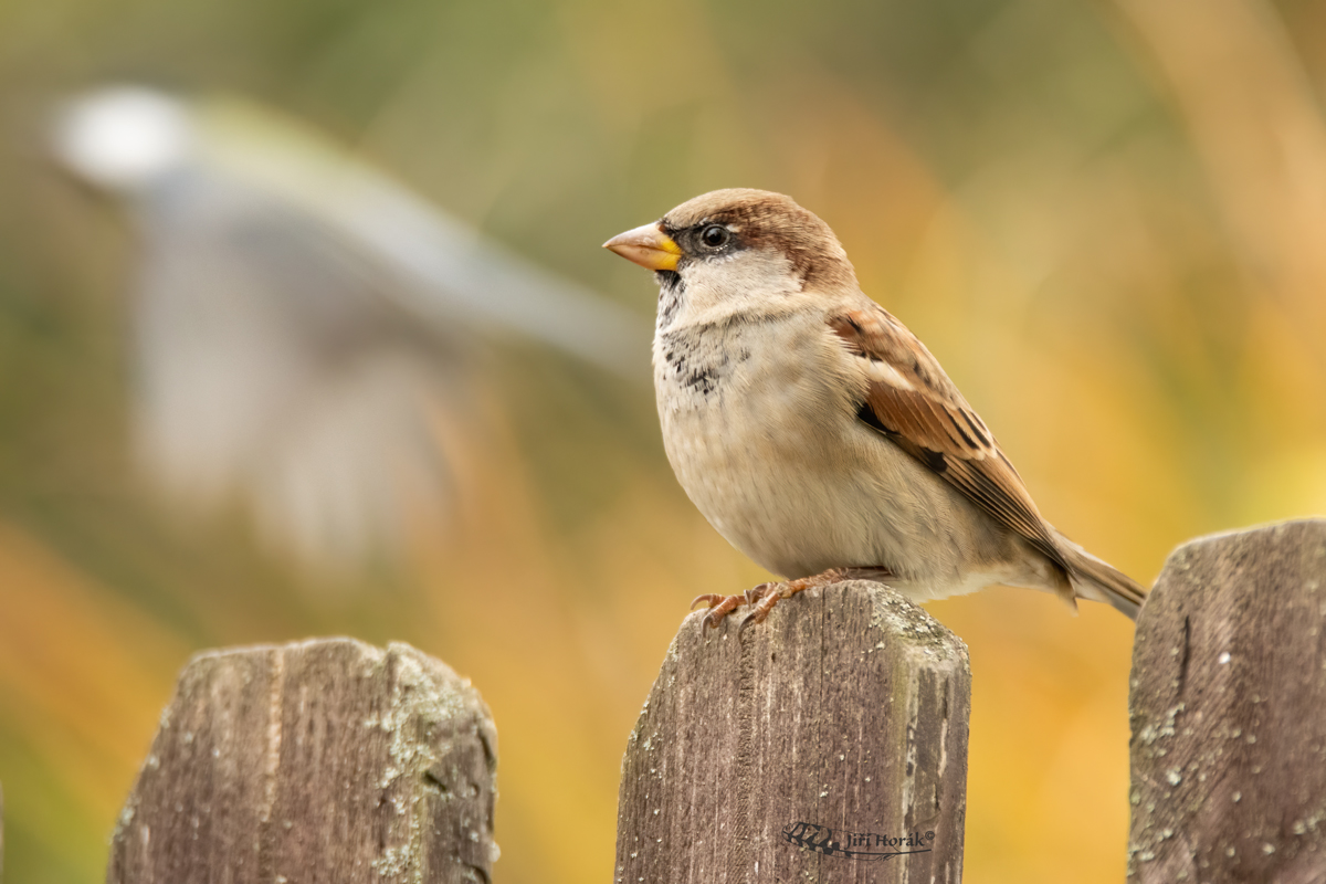 Duše vrabce | Passer domesticus | House Sparrow