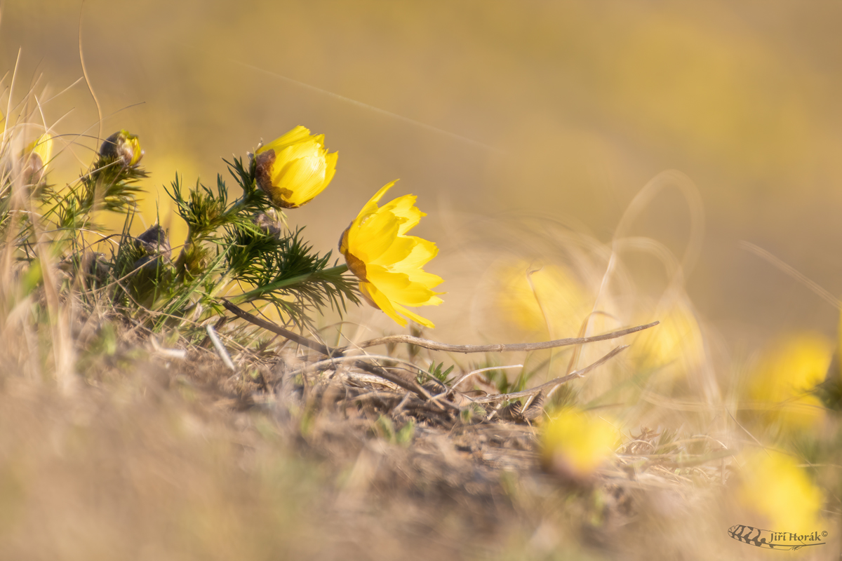 Hlaváček jarní | Adonis vernalis