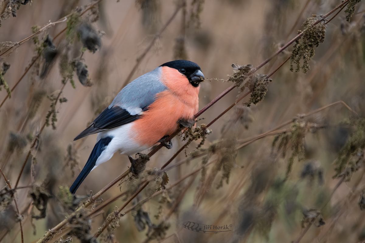 Hýl obecný | Pyrrhula pyrrhula | Eurasian Bullfinch