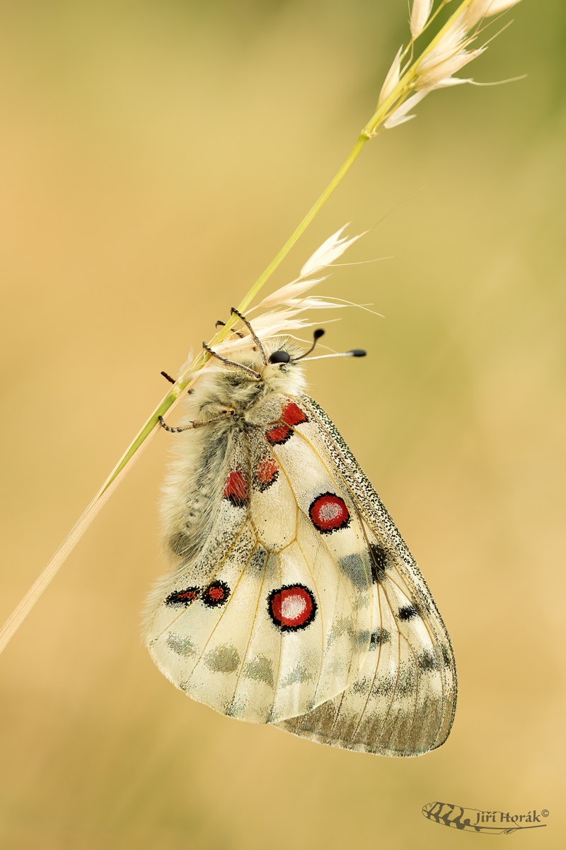 Jasoň červenooký | Parnassius apollo