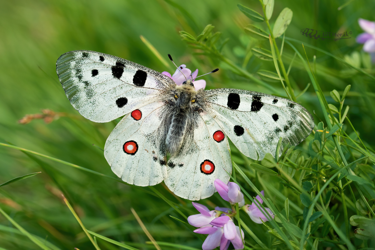 Jasoň v zeleném | Parnassius apollo