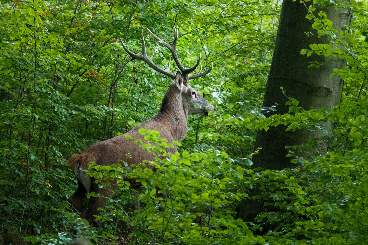 Jelen evropský | Cervus elaphus | Red Deer