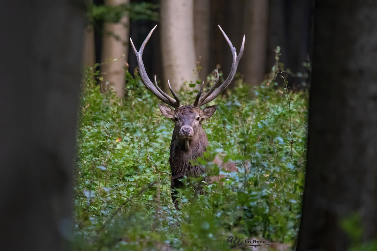 Jelen evropský | Cervus elaphus | Red Deer