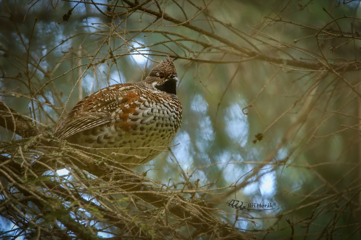 Jeřábek ve větvoví | Tetrastes bonasia | Hazel Grouse