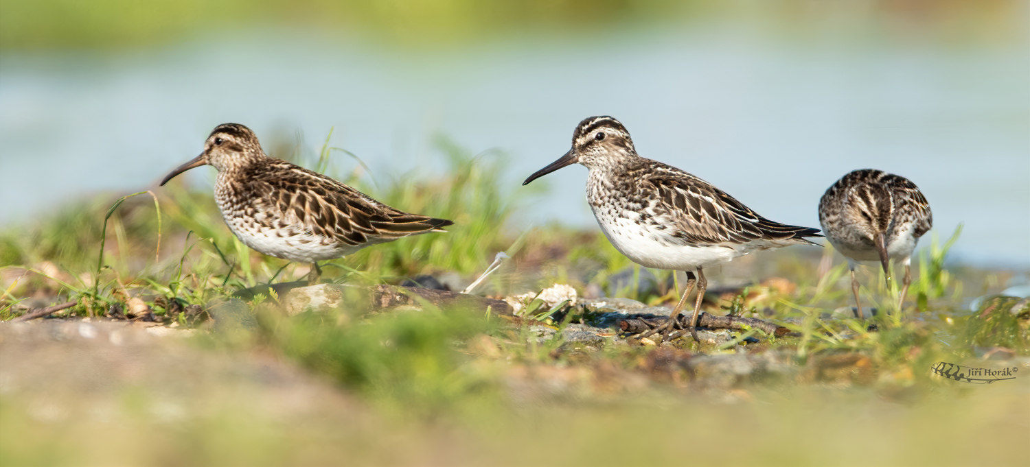 Jespáčci ploskozobí | Limicola falcinellus | Broad-billed Sandpiper