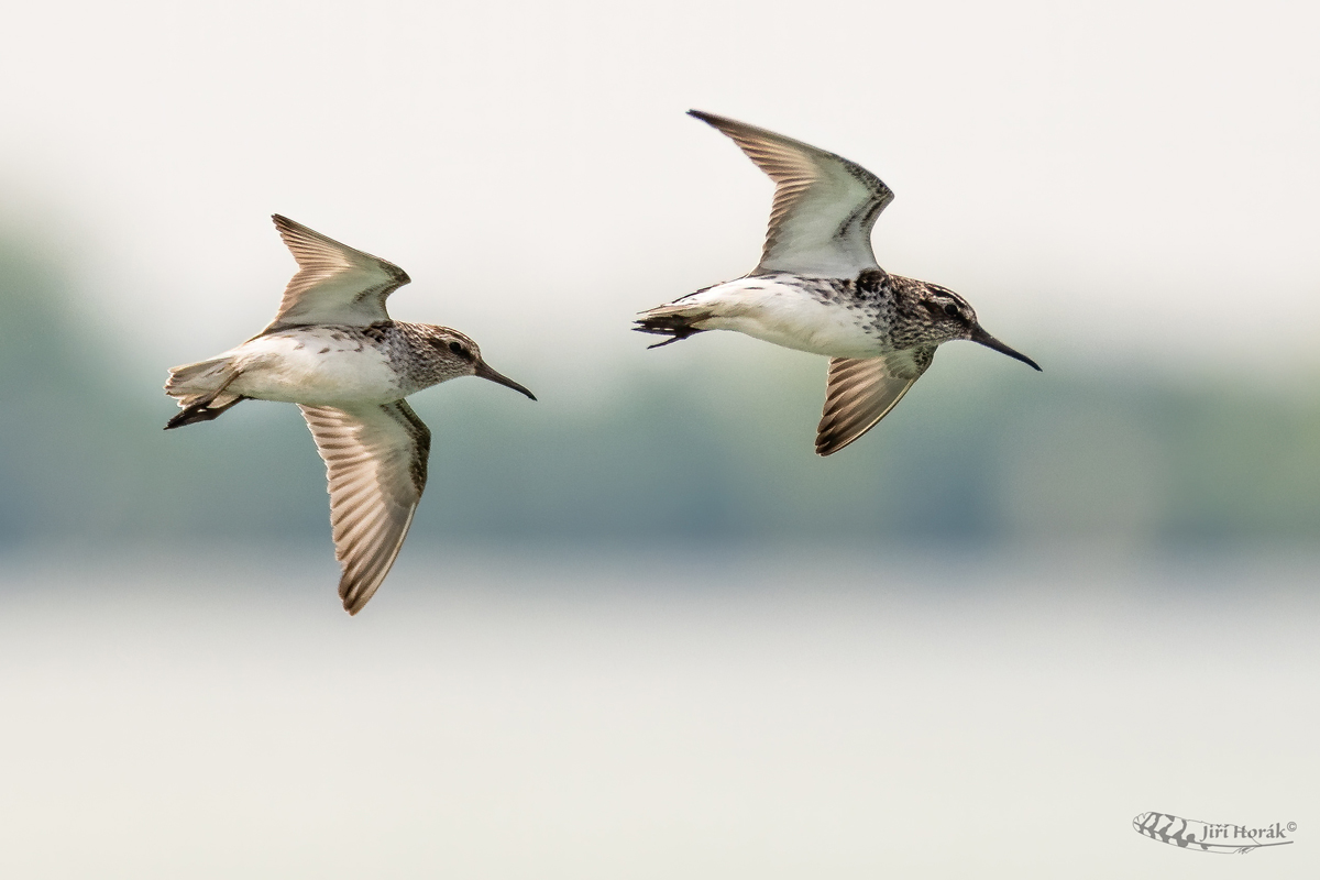 Jespáčci v letu | Limicola falcinellus | Broad-billed Sandpiper