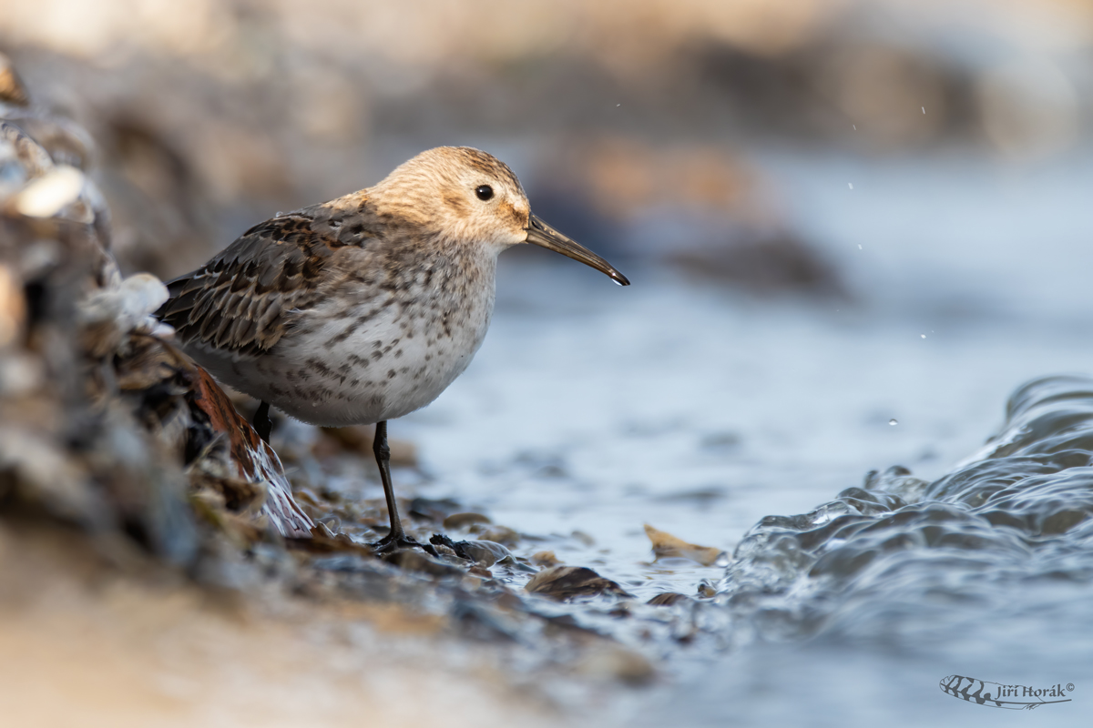 Jespák obecný | Calidris alpina | Dunlin