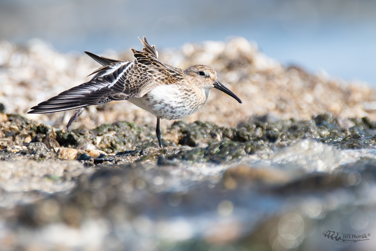 Jespák protahující | Calidris alpina | Dunlin