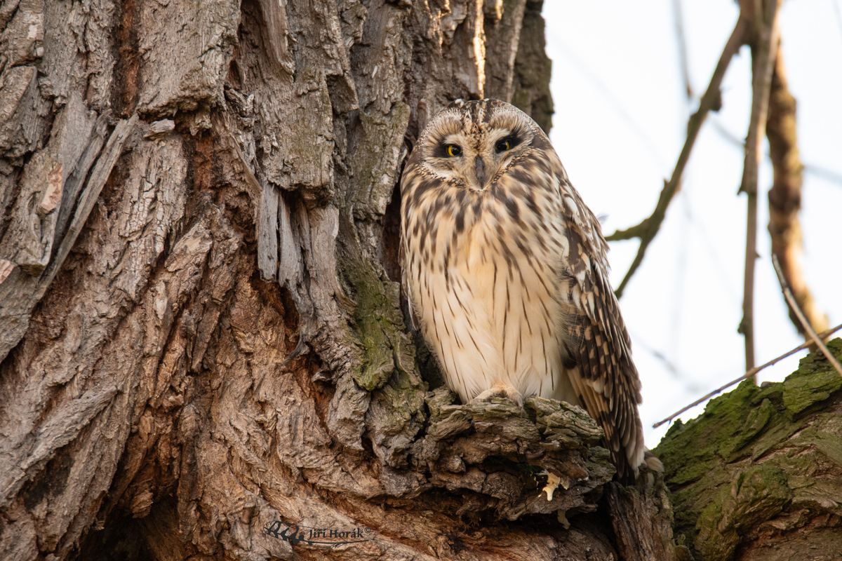 Kalous pustovka | Asio flammeus | Short-eared Owl