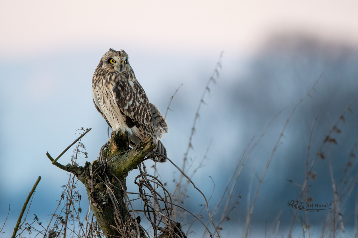 Kalous pustovka | Asio flammeus | Short-eared Owl