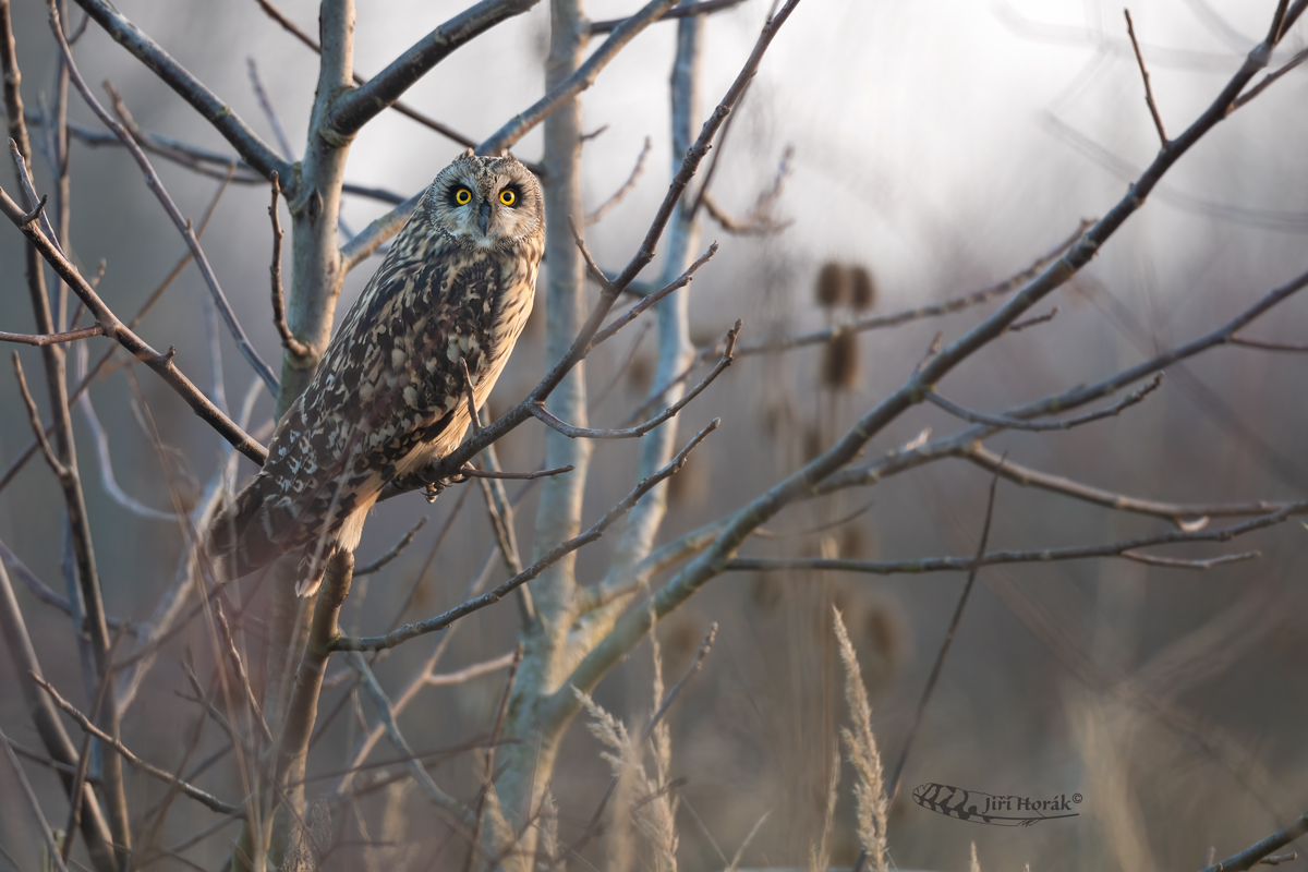 Kalous pustovka | Asio flammeus | Short-eared Owl