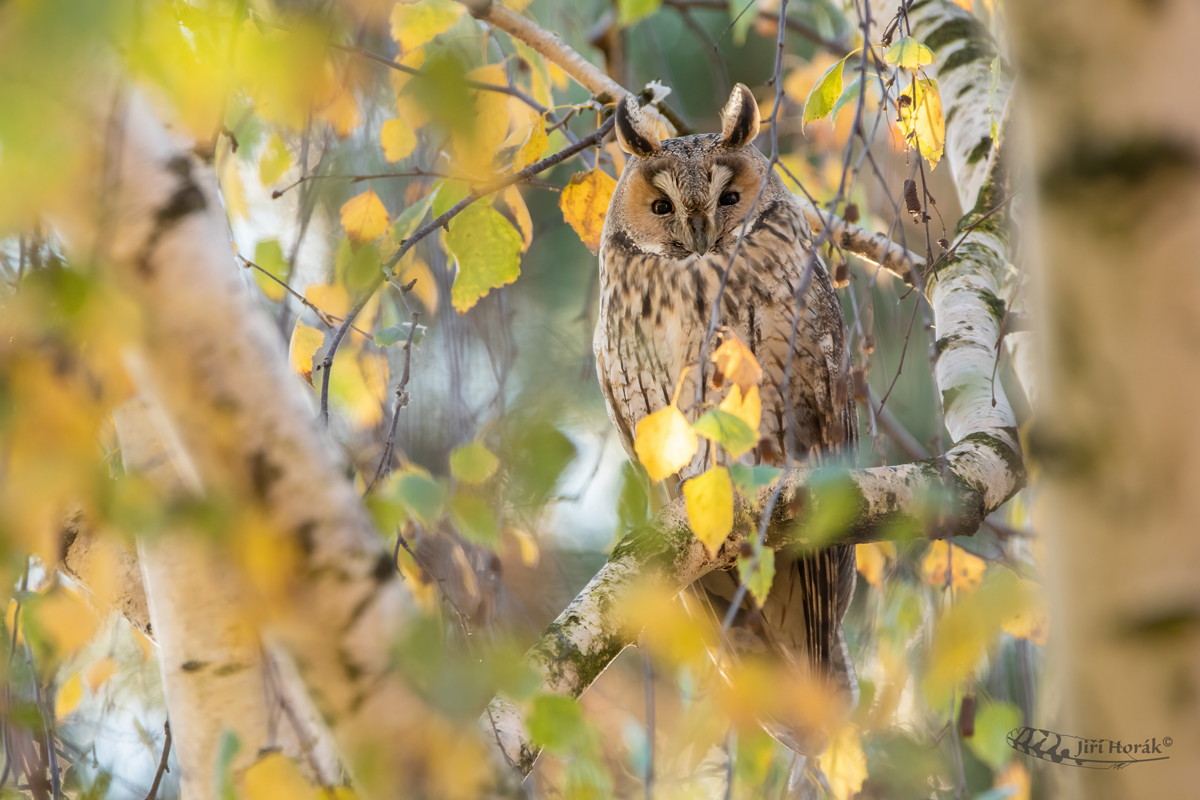 Kalous ušatý | Asio otus | Long-eared Owl