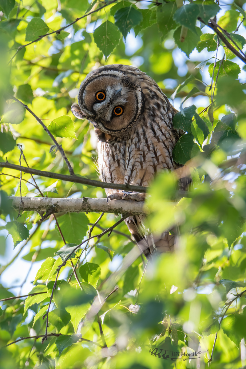 Kalous ušatý | Asio otus | Long-eared Owl