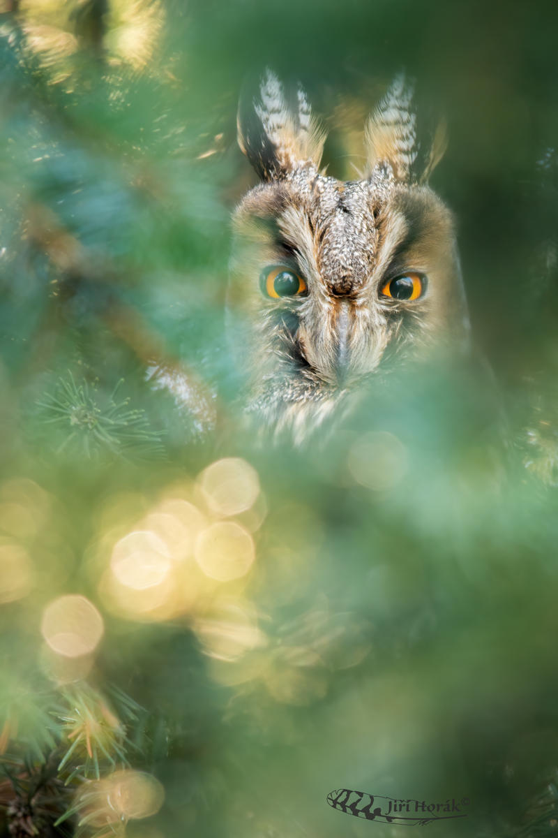 Kalous v protisvětle | Asio otus | Long-eared Owl
