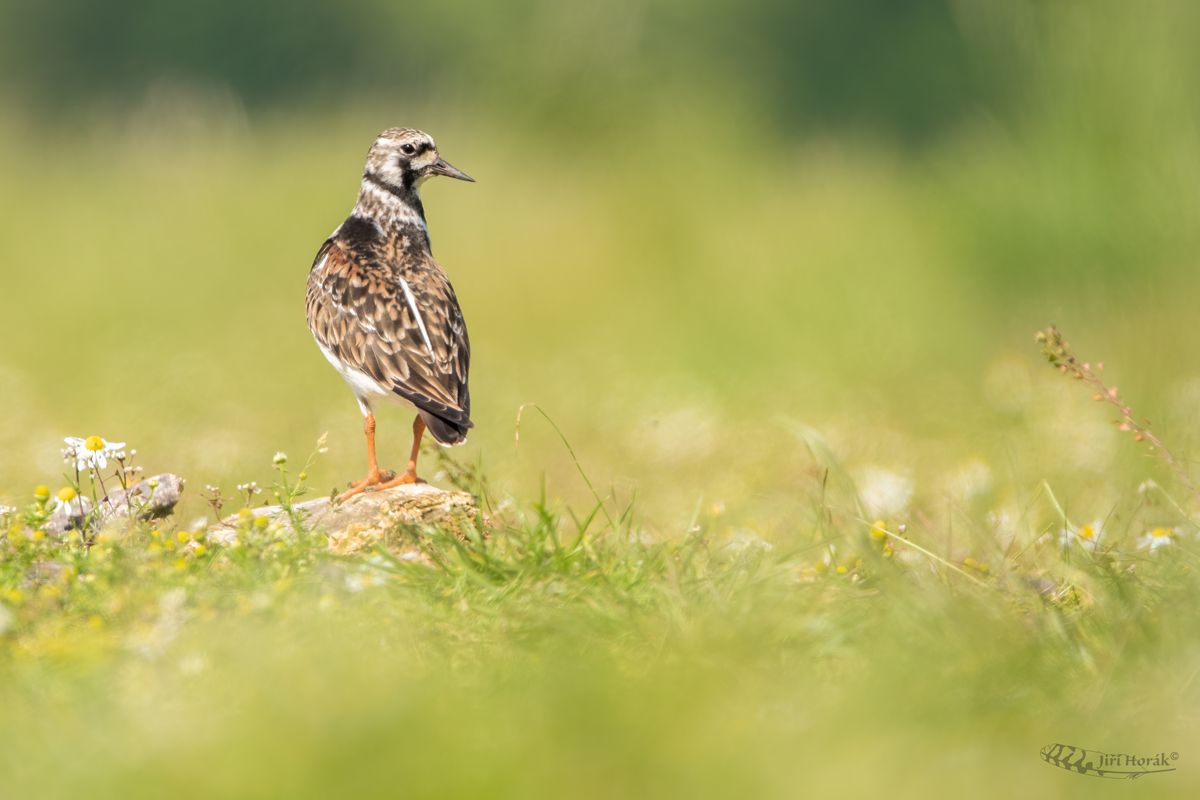 Kamenáček pestrý | Arenaria interpres | Ruddy Turnstone