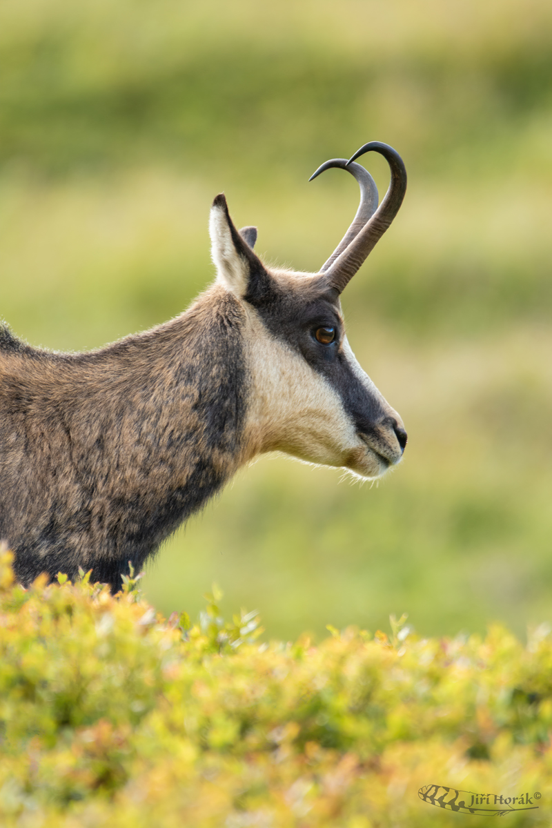 Kamzík horský | Rupicapra rupicapra | Chamois