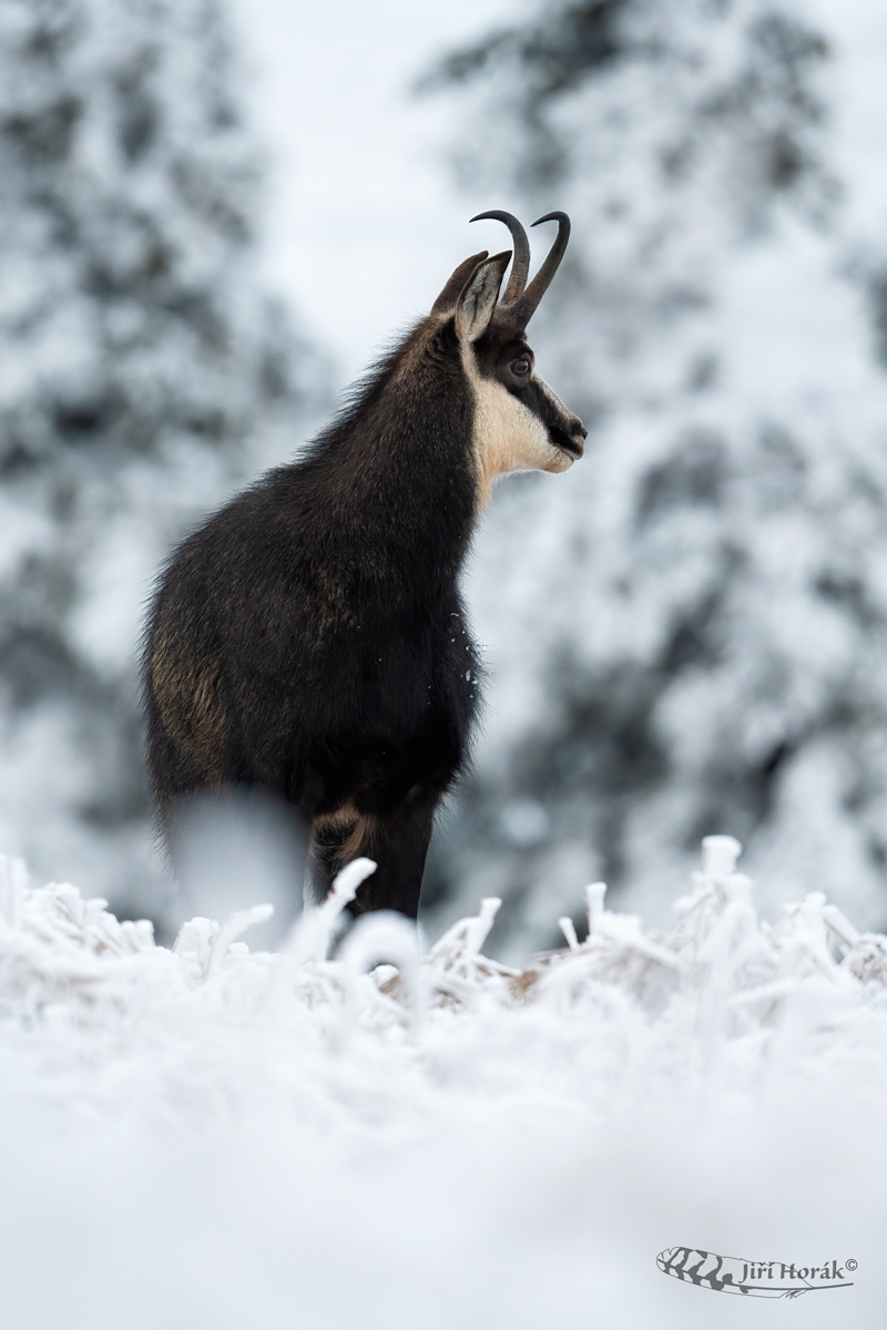 Kamzík horský | Rupicapra rupicapra | Chamois