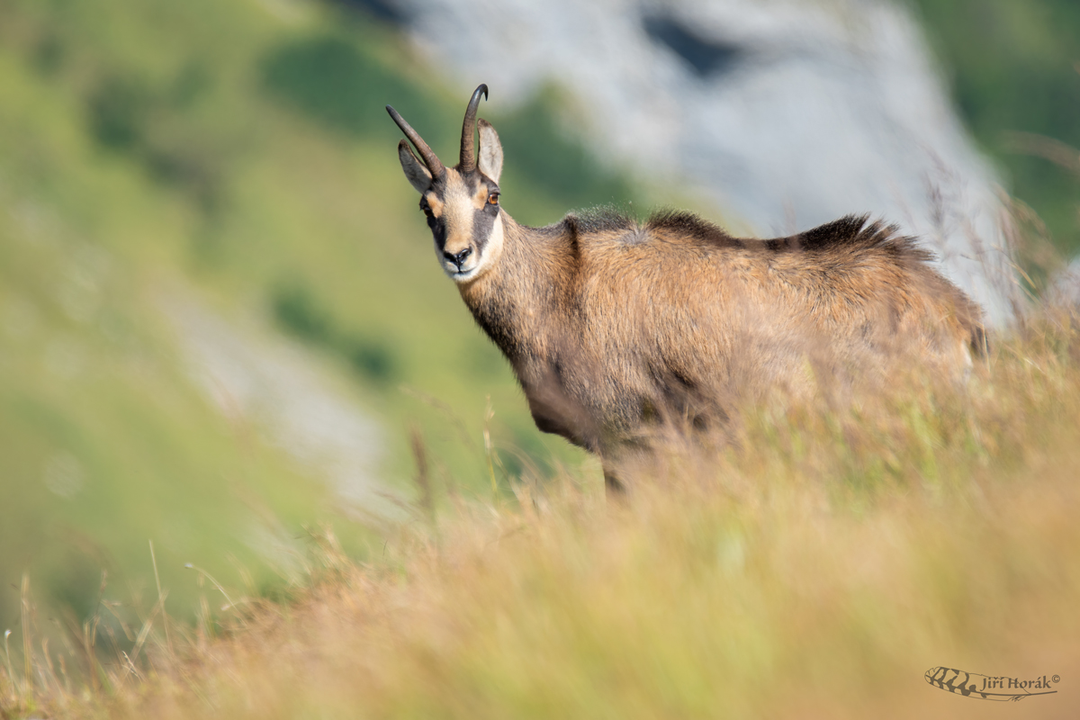 Kamzík horský | Rupicapra rupicapra | Chamois