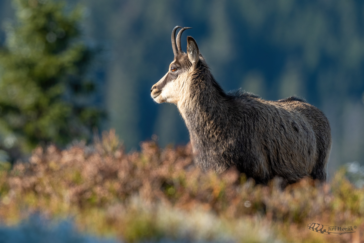 Kamzík horský | Rupicapra rupicapra | Chamois