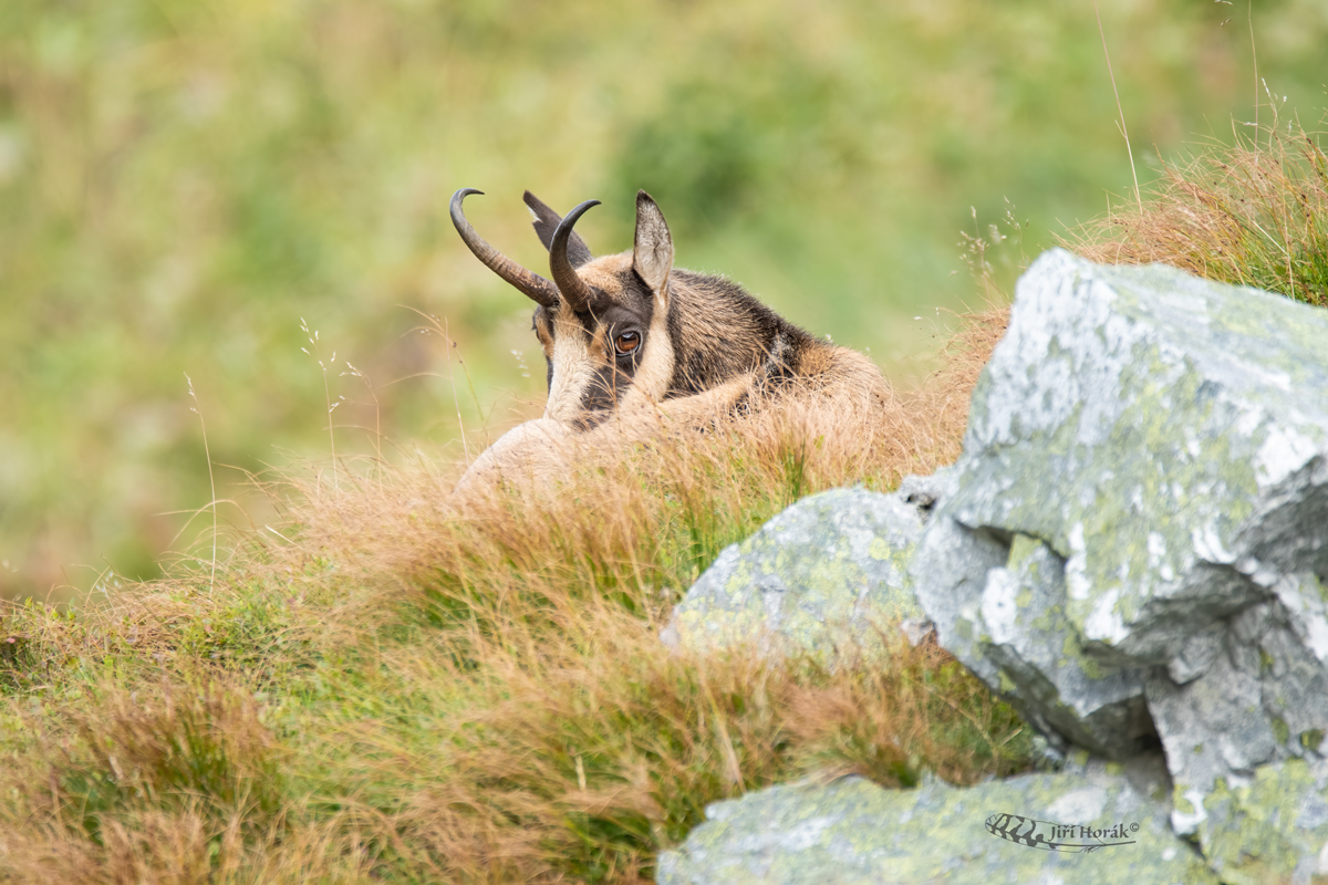 Kamzík horský | Rupicapra rupicapra | Chamois