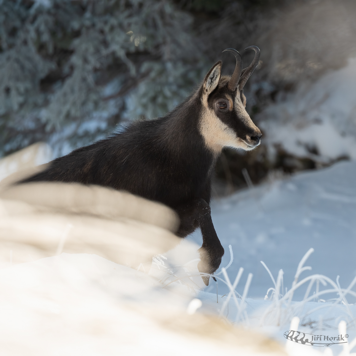 Kamzík vycházející | Rupicapra rupicapra | Chamois