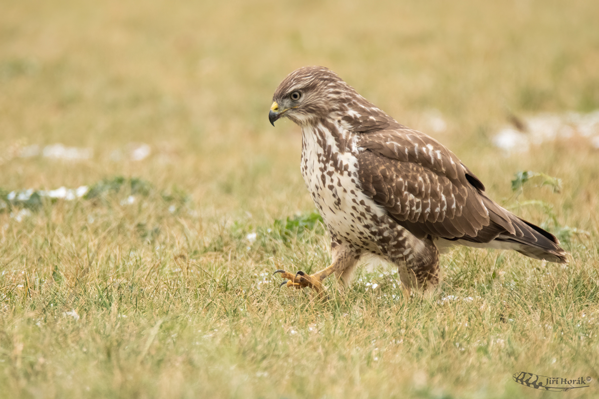 Káně lesní | Buteo buteo | Common Buzzard