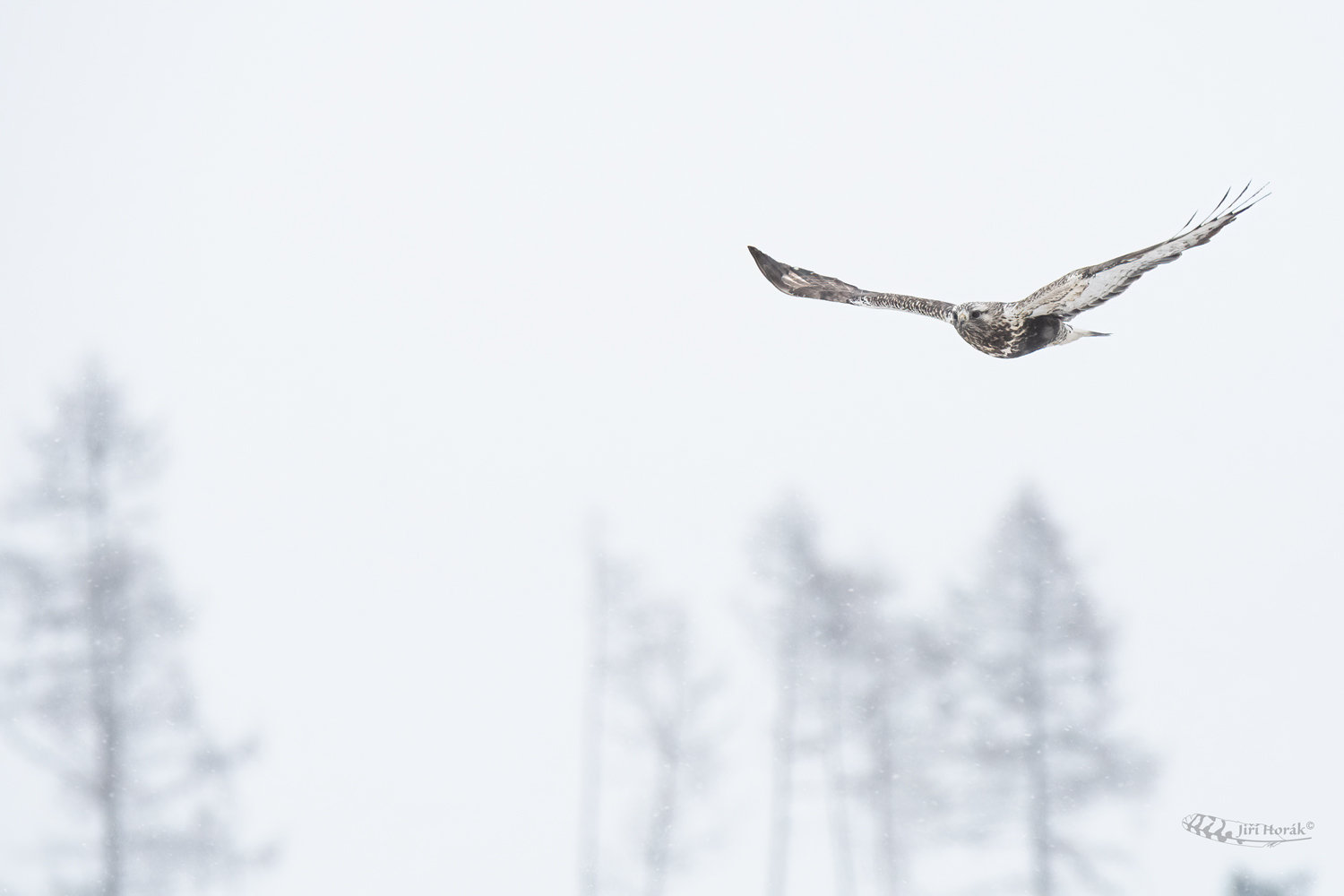 Káně rousná | Buteo lagopus | Rough-legged Buzzard