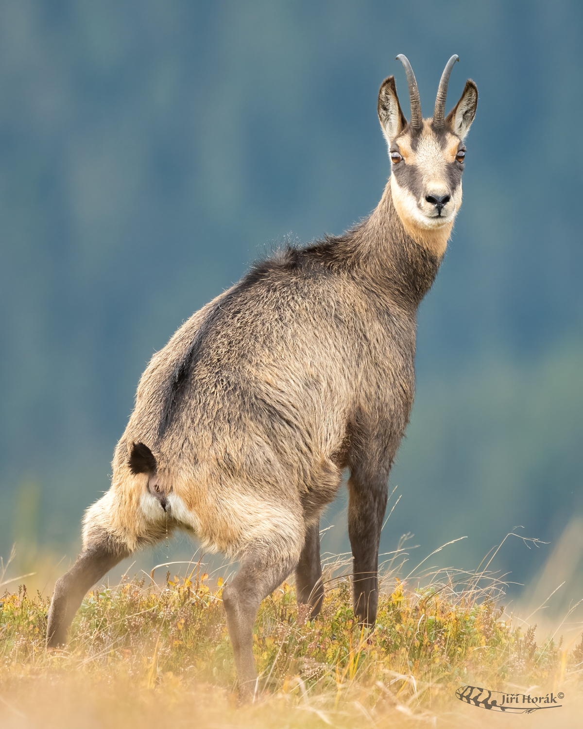 Když musíš, tak musíš | Rupicapra rupicapra | Chamois