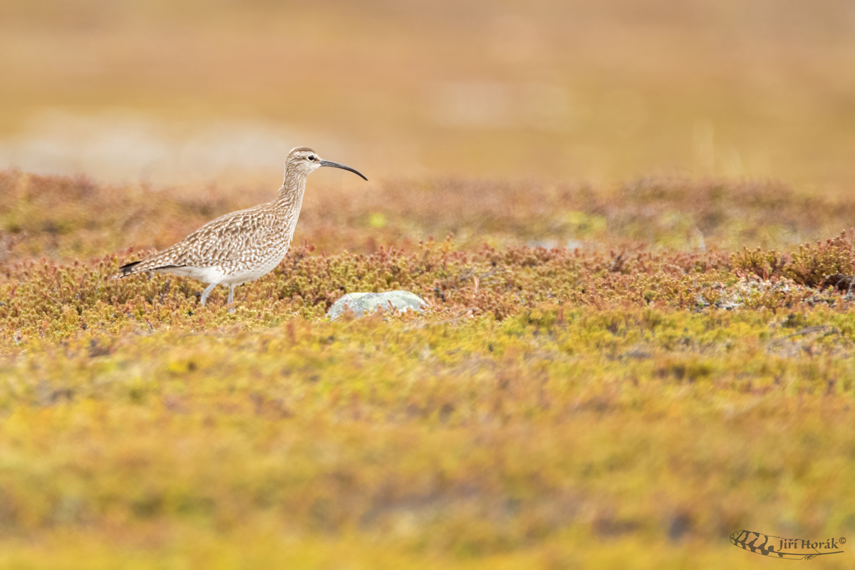 Koliha malá | Numenius phaeopus | Whimbrel