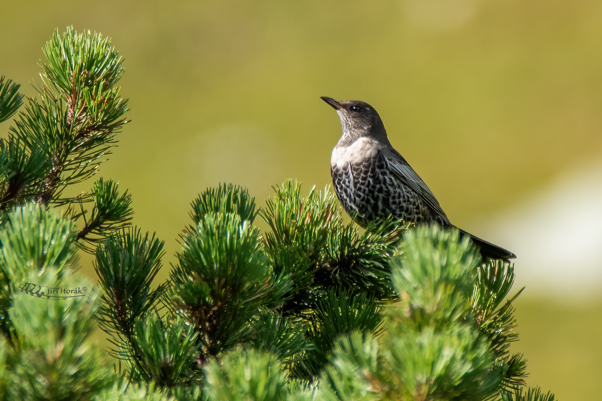 Kos horský | Turdus torquatus | Ring Ouzel
