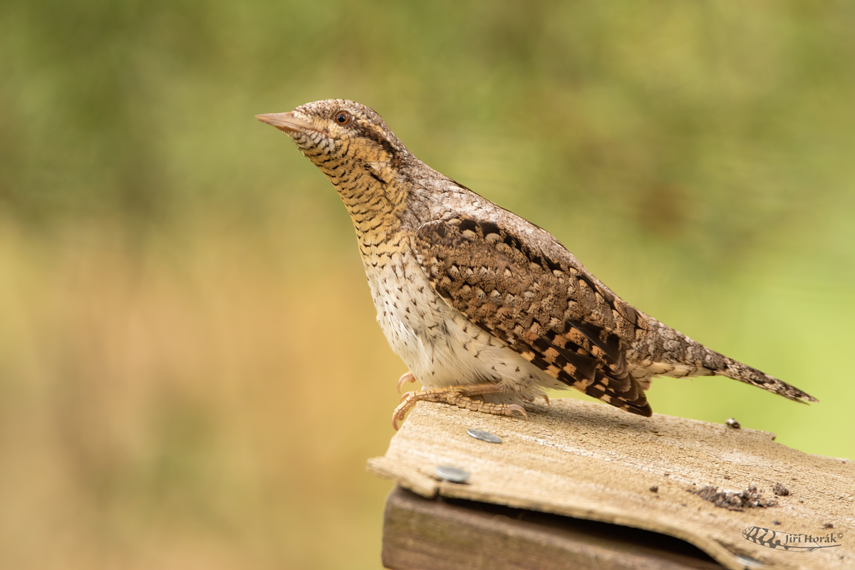 Krutihlav obecný | Jynx torquilla | Eurasian Wryneck